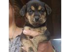 Adopt Sweettart a Catahoula Leopard Dog