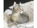 Adopt KITTEN FOXY LADY a Domestic Mediumhair / Mixed cat in Franklin