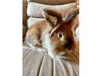 Adopt Ari a Lionhead / Mixed rabbit in MARSHFIELD, WI (38476637)