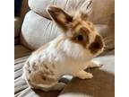 Adopt Obi a Lionhead / Mixed rabbit in MARSHFIELD, WI (38476636)