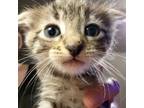Adopt Peridot a Brown Tabby Scottish Fold (short coat) cat in Great Falls