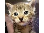 Adopt Citrine a Brown Tabby Domestic Shorthair (short coat) cat in Great Falls
