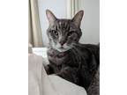 Adopt Gus Gus a Gray, Blue or Silver Tabby Domestic Shorthair / Mixed (short