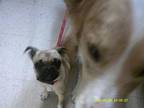 Adopt Mila a Pug, Mixed Breed