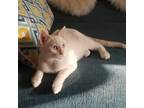 Adopt Snapdragon a Cream or Ivory Siamese (short coat) cat in Great Falls