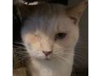 Adopt Oda a White (Mostly) Siamese (short coat) cat in Fairborn, OH (38402943)