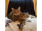 Adopt Dixie a Brown Tabby Domestic Shorthair (short coat) cat in Fairborn