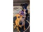 Adopt Kharma K and Lady Love a Yellow Labrador Retriever