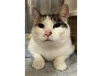 Adopt Sophi a White (Mostly) Domestic Shorthair / Mixed (short coat) cat in