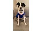 Adopt Molly boo! a Treeing Walker Coonhound