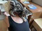 Adopt Frankie a Brown Tabby Bengal (short coat) cat in San Ramon, CA (38534797)