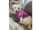 Adopt Lucy Lou a Bichon Frise