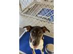 Adopt Temprence a Mixed Breed (Medium) / Mixed dog in Athens, TX (38509806)