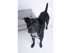 Adopt Barkley a Black - with White Cattle Dog / Labrador Retriever / Mixed dog