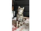 Adopt Mozzarella (Ella) a Domestic Short Hair, Tabby