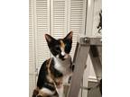 Adopt Rita a Calico or Dilute Calico Domestic Shorthair / Mixed (short coat) cat