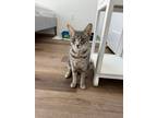 Adopt Soleil 4273 a Domestic Short Hair