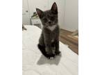 Adopt Nova 4278 a Domestic Short Hair