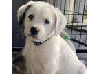 Adopt Sabine a Great Pyrenees, Boxer