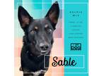 Adopt Sable a Black - with Tan, Yellow or Fawn Australian Kelpie / Australian