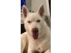 Adopt Lily a Siberian Husky