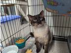 Adopt Daid a Gray or Blue American Shorthair (short coat) cat in Reeds Spring