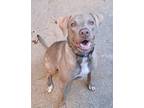 Adopt Saphira a Gray/Blue/Silver/Salt & Pepper Weimaraner / Hound (Unknown Type)