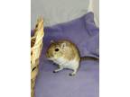 Adopt Bonbon a Gerbil