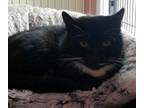 Adopt Koral a Domestic Short Hair