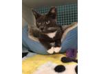 Adopt Ryaa a Gray or Blue (Mostly) Domestic Shorthair / Mixed (short coat) cat