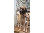 Adopt Nala a Great Pyrenees, Anatolian Shepherd