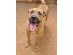 Adopt TORRO a Tan/Yellow/Fawn Bullmastiff / Mixed dog in Athens, AL (38438799)