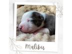 Adopt Malibu a American Bully
