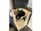 Adopt Libra a All Black Domestic Shorthair / Mixed (short coat) cat in