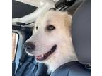 Adopt Molly Sue a White Great Pyrenees / Mixed dog in Thomasville, NC (38479822)