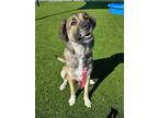 Adopt PINKY a German Shepherd Dog, Anatolian Shepherd