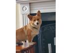 Adopt Juniper a Red/Golden/Orange/Chestnut - with White Pembroke Welsh Corgi /