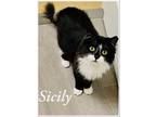 Adopt Sicily DMH/DML FCID# 03/02/2023-110 a Black & White or Tuxedo Domestic