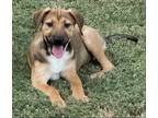 Adopt Lina a Rhodesian Ridgeback / Black Mouth Cur / Mixed dog in Phoenix