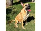 Adopt Chato a Anatolian Shepherd / Great Dane / Mixed dog in Phoenix
