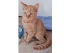 Adopt Rory a Orange or Red Domestic Shorthair (short coat) cat in St.