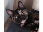 Adopt Anabella a Tortoiseshell Domestic Shorthair (short coat) cat in St.