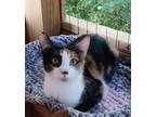 Adopt Cleo a Calico or Dilute Calico Calico (short coat) cat in St.