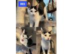 Adopt Oreo a Black & White or Tuxedo Domestic Shorthair / Mixed cat in