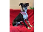 Adopt William a Border Collie / Pointer / Mixed dog in Dalton, GA (38435338)