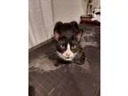 Adopt Natasha a Domestic Short Hair