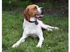 Adopt Xuma- Foster to Adopt a Red/Golden/Orange/Chestnut - with White Pointer /