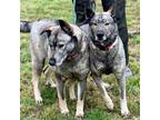 Adopt Freida and Dallen a Black - with Gray or Silver Norwegian Elkhound / Mixed