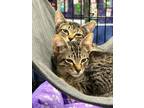 Adopt Grendel a Gray, Blue or Silver Tabby Domestic Shorthair (short coat) cat