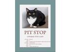 Adopt Pit Stop a Black & White or Tuxedo Domestic Shorthair / Mixed (short coat)